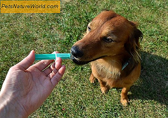 Léčba psů s Lyme chorobou