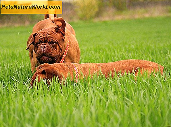 Proč psi jedí trávu?