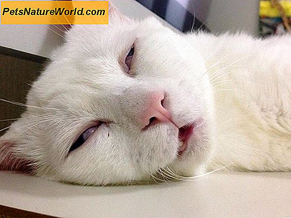 Proč je vaše kočka spí více než obyčejná?