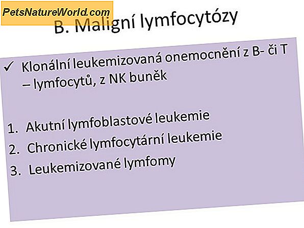 Akutní lymfocytární leukémie u koček