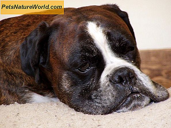 Stárnutí psy: Jsou nádory starostí?