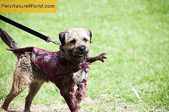 Canine diarré Behandling av Tylan (Tylosin) för hundar