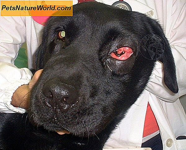 Canine Cancer močového měchýře