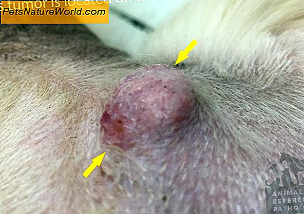 Canine Skin Prognosis