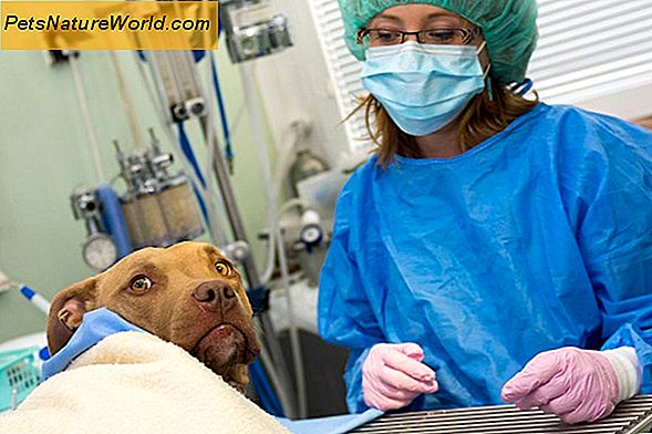 Psí parodontální onemocnění (onemocnění psího žaludku)
