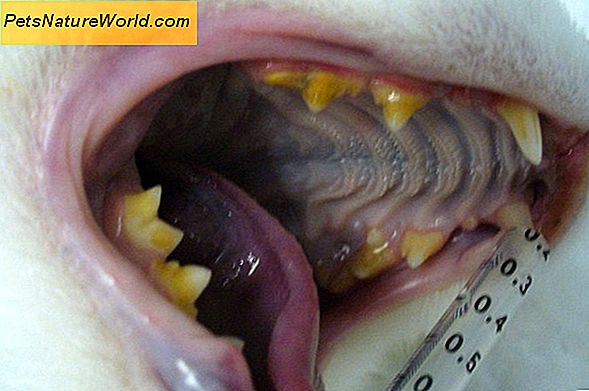 Infekce zubů psa