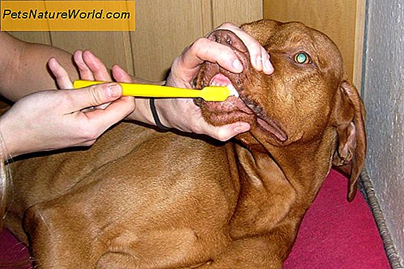 Průvodce psa zuby: Péče a čištění