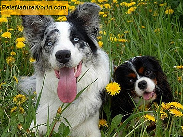 Mulige hunde sygdomme indikeres af Bad Dog Breath
