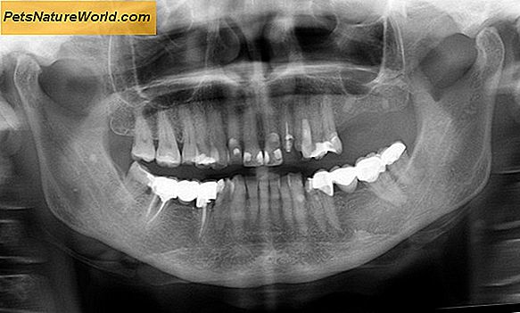Zubní absces u psů