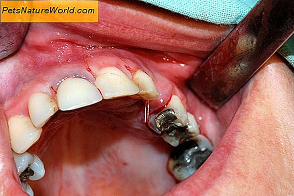 Infekce zubů u psů