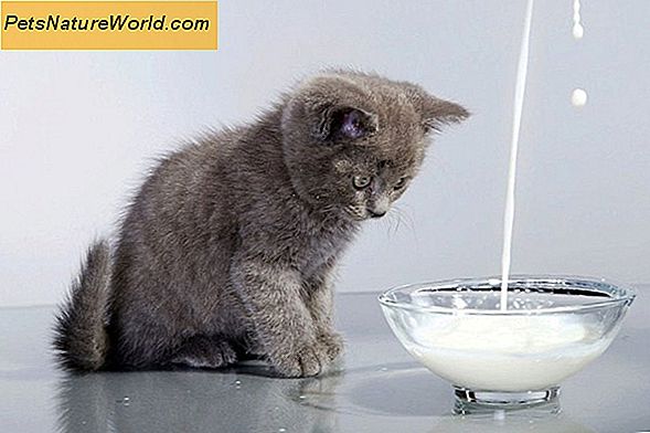 Kočičí potraviny, které se mají vyvarovat