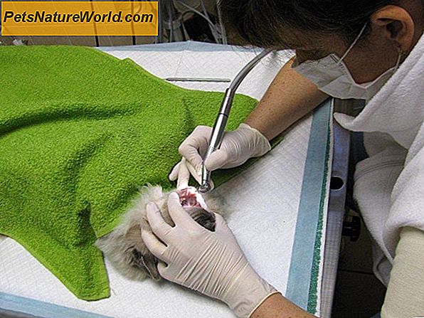 Zubní ošetření pro kočky