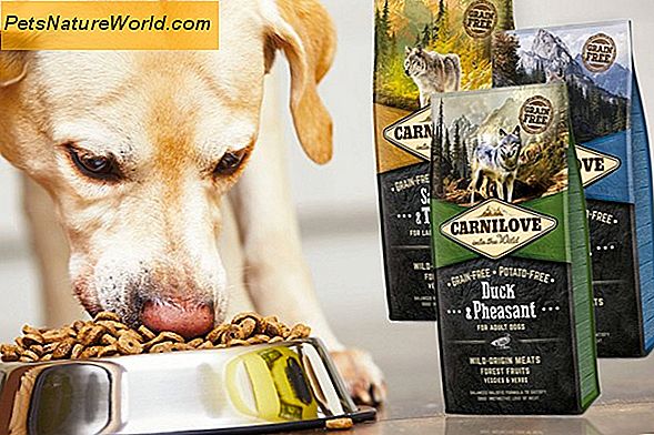 Dog Feeding Retningslinjer for Canine Weight Control
