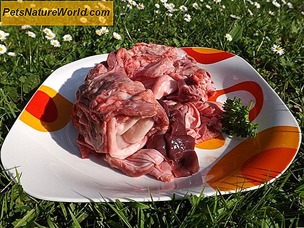 Krmení maso surové maso bezpečně
