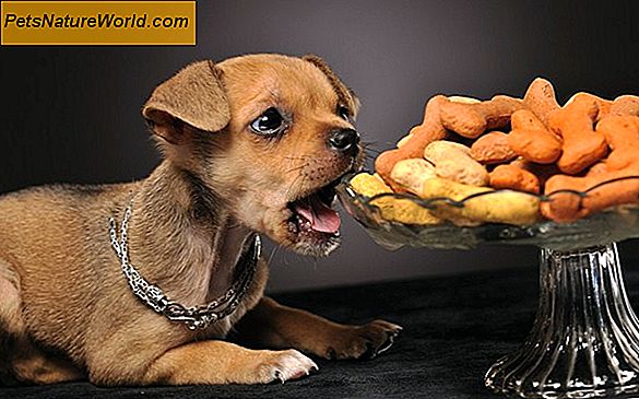 Přechod z Puppy Food na dospělé psy Food