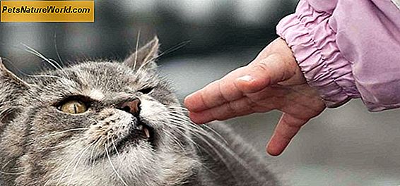 Léčba koťat ušní infekce
