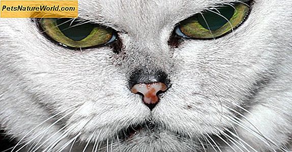 4 Příznaky kočky Nejlépe ošetřené Pet Emergency Hospital