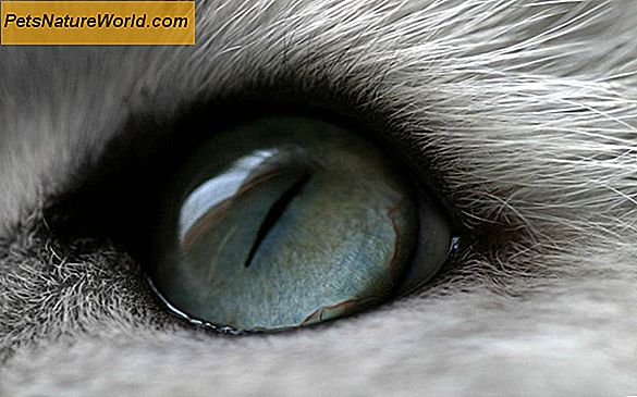 Kočičí oko zdraví