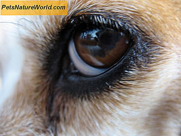Pes oční infekce výtok