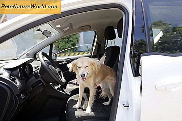 Rejser med din hund i bilen
