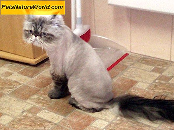 Kočka koupání bez vody: Použití umyvadla Cat Bath