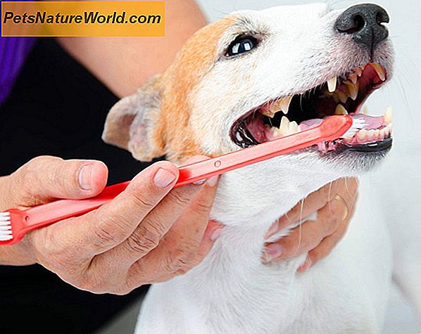 En guide til Pet Dental Care Services
