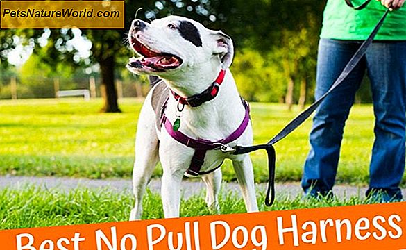 Hundemedicin: Kan det være farligt for din hunds sundhed?