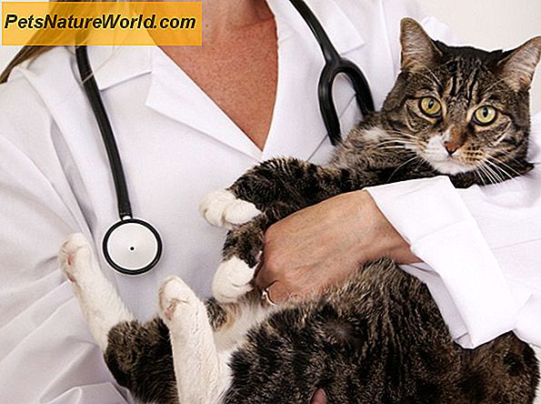 Léčba Giardia u koček