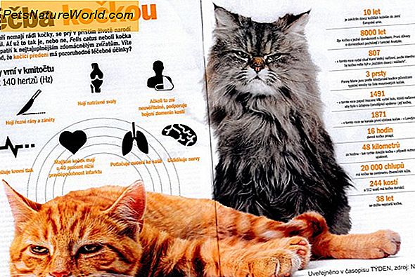 Léčba kočičí leukémie
