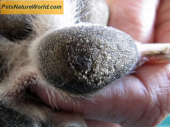 Canine Veterinární Nervový systém Nemoci: Výchozí bod