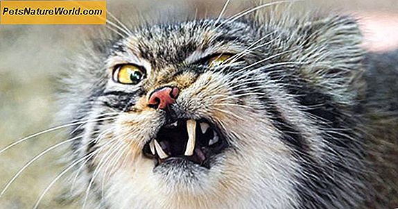 Katte-nysbehandling med clemastinfumarat