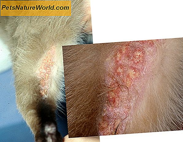 Symptomer på dermatitis hos hunde