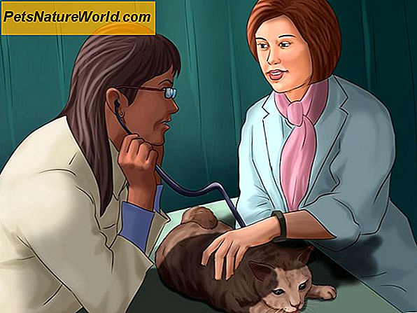 5 Snadno léčené příznaky kočky