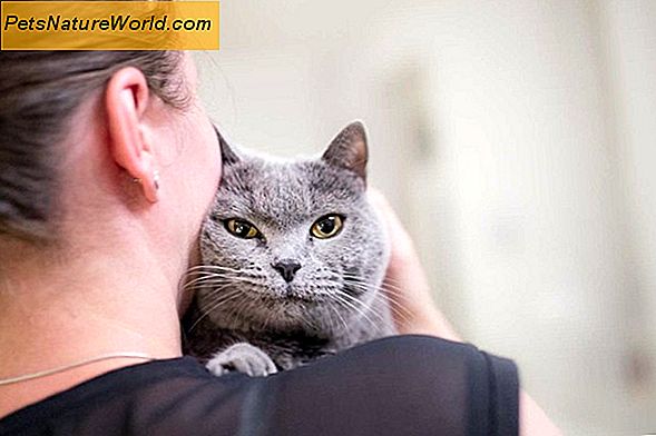 Er kattebåndormsmedicin smittet mod mennesker?