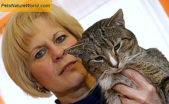Cat Biospy procedūros kačių vėžio diagnozei