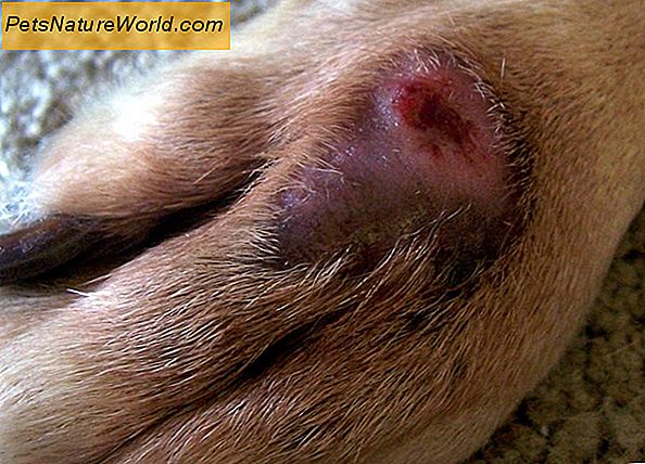 Flea Bite Behandlung für Hunde