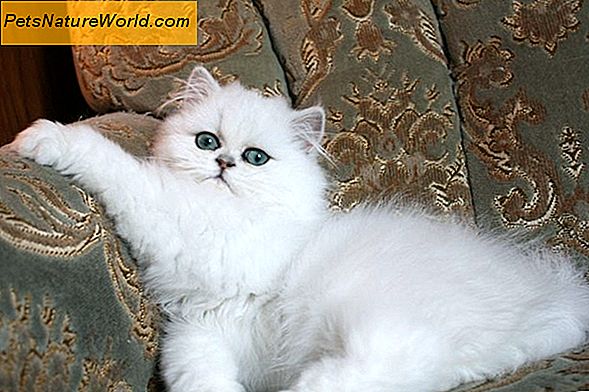 Perské kočičí onemocnění