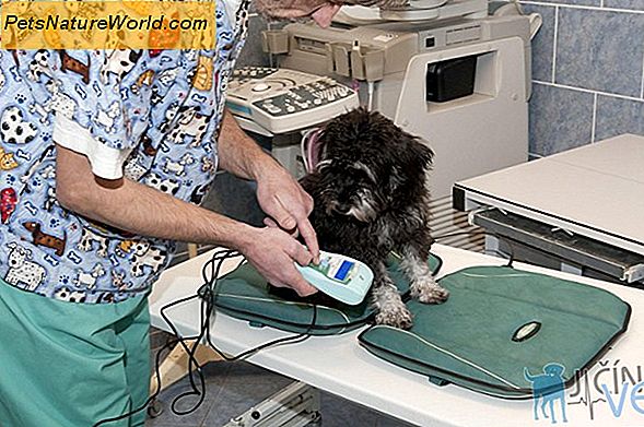 Operace močového měchýře pro psy