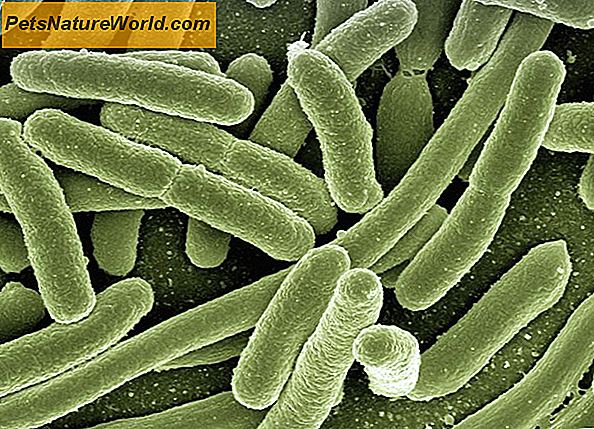 Infekce plic močových cest Anitbiotika
