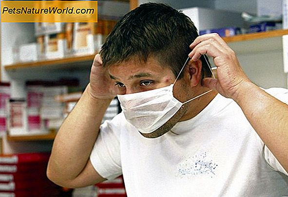 Prasečí chřipka vs. psí chřipka: podobnosti a rozdíly