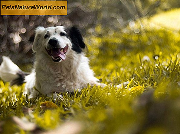 Leitfaden für Hundeergänzung: Was Sie wissen müssen
