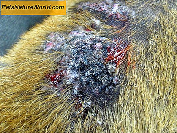 Canine Allergi Behandling med Piriton