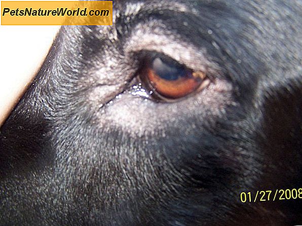 Canine Skin Allerigies med Atopica til Hunde