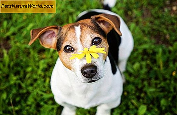 Behandlungsmöglichkeiten bei Hunden Niesen
