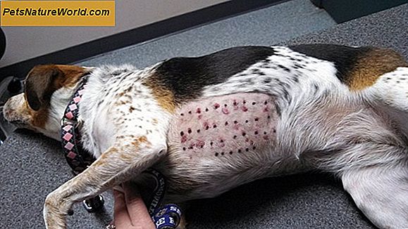 Алергијски третман пса у поређењу