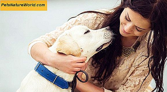 Dog Arthritis Relief med Canine Massasje
