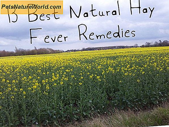 Hay Fever Natural Remedies for Hunde