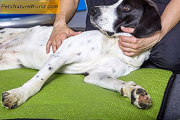 Arthritis Relief for Dogs den naturlige måde