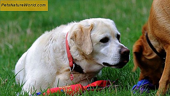 Arthritis Relief for Dogs Brug Cosequin