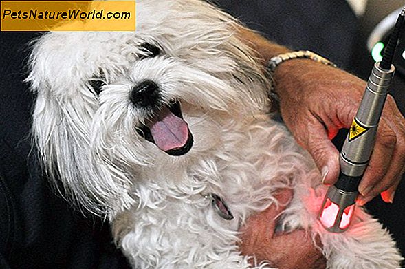 Canine Arthritis Laser Treatment